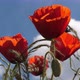 Poppies field, papaver rhoeas, in bloom, Wind, Blue Sky, Normandy in France, slow motion 4K - VideoHive Item for Sale