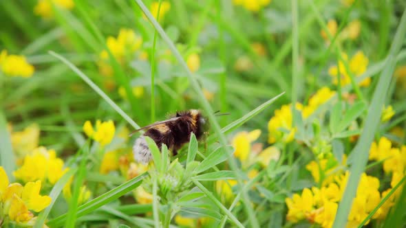 Bumblebee collects nectar from a flower and takes off, slow motion 250p