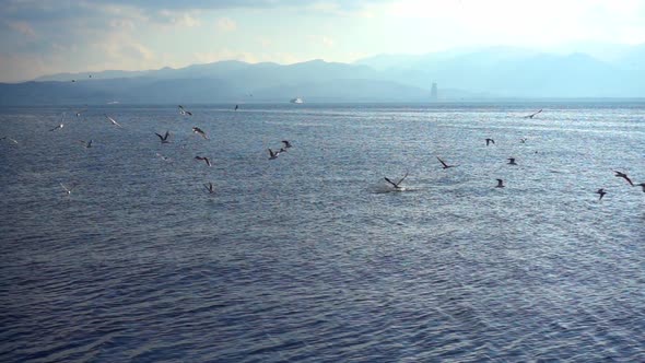 Flock Of Seagulls Flying On The Sea  Slow Motion 1