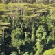 Natural forest canopy, aerial view - VideoHive Item for Sale
