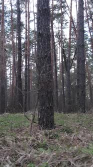 Vertical Video of the Pine Forest in the Afternoon