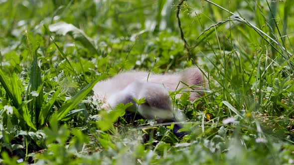 Baby swan on pasture eating plants during beautiful summertime in nature,close up