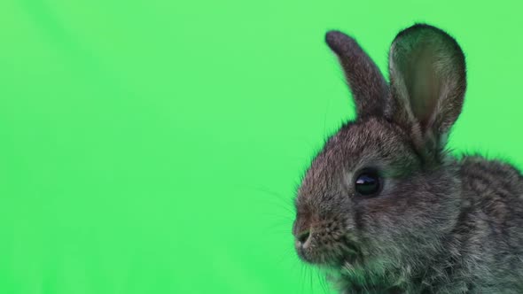 Cute Light Gray Bunny Rabbit on Green Screen Background with Stand Up Action to Clean Its Foot
