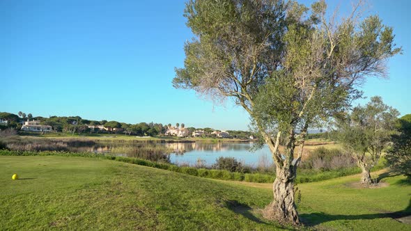 Slow Zoom in Into Tree and Lake on an Open Grass Field with Houses in the Distance