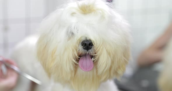 Grooming Dogs in a Beauty Salon