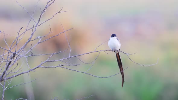 Striking and conspicuous fork-tailed flycatcher, tyrannus_savana perching on twig against colorful b