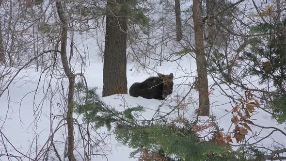 Moose sitting next to tree in the snow during winter