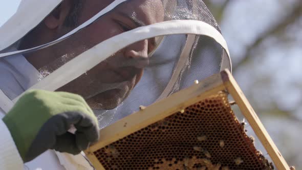 BEEKEEPING - Beekeeper inspecting a frame in an apiary, low angle close up
