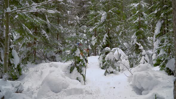 Backpacker Hiking in Winter Forest