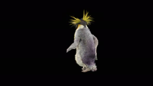 80 Penguin Dancing 4K