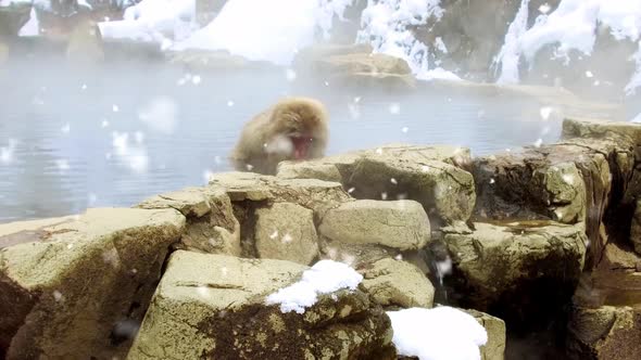 Japanese Macaque or Snow Monkey in Hot Spring