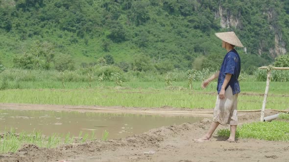 Asian Farmer Throwing Rice Plants Into The Field