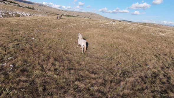 Aerial FPV Drone Shot of a Chasing and Flying Close Around Herd of Wild Horses Running on a Field at