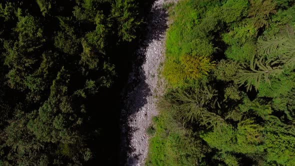 Flight over a stream between the forest