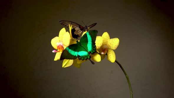 Two Tropical Butterflies on a Flower