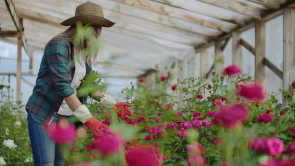 A Female Gardener Is Walking in a Gloved Greenhouse Watching and Controlling Roses Grown for Her