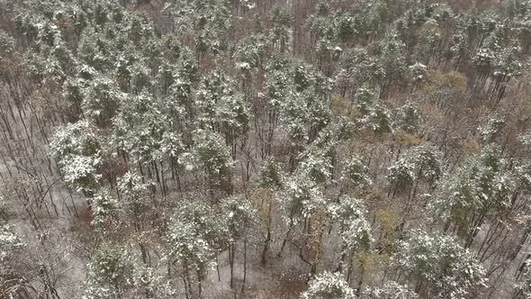Forest with snowed trees and ground 4K drone footage