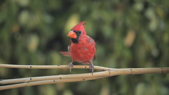 Baby Cardinal Lands on a Branch in Slow Motion