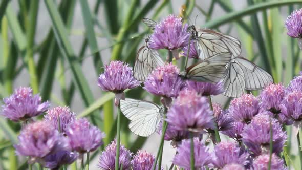 Butterflies on flowers