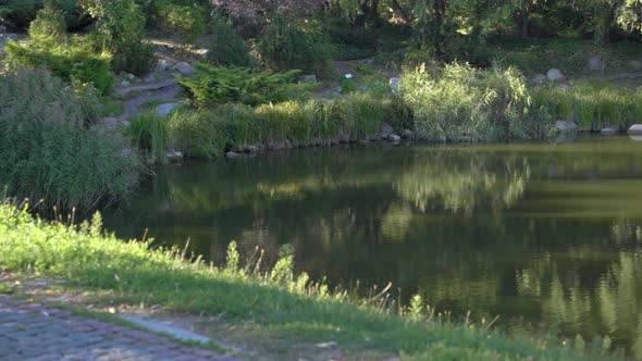 View on a Lake in a Park in Autumn Evening