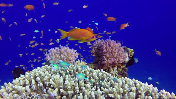 Underwater Coral Reef Marine