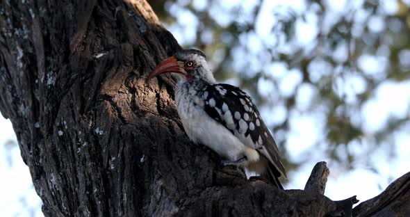 Bird red-billed hornbill, Namibia, Africa wildlife