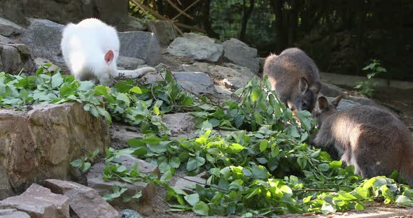 Closeup of a Red-necked Wallaby white albino female