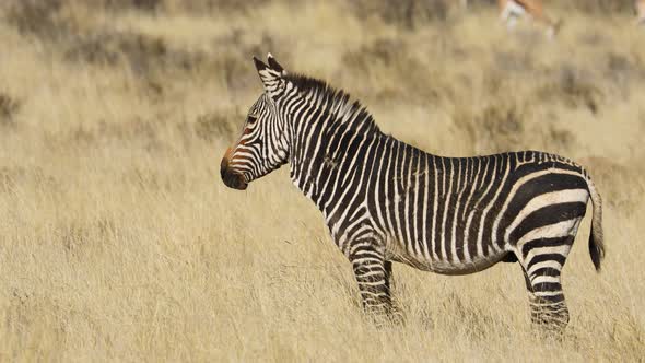 Cape Mountain Zebra - South Africa