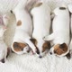 Group of Newborn Puppy Sleeping - VideoHive Item for Sale