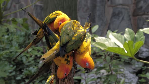 Beautiful Colorful Sun Conure (Aratinga Solstitialis Parrot) Birds on the Tree Branch