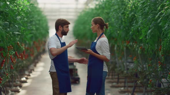 Couple Agronomists Monitoring Tomato Harvest Production in Greenhouse Plantation