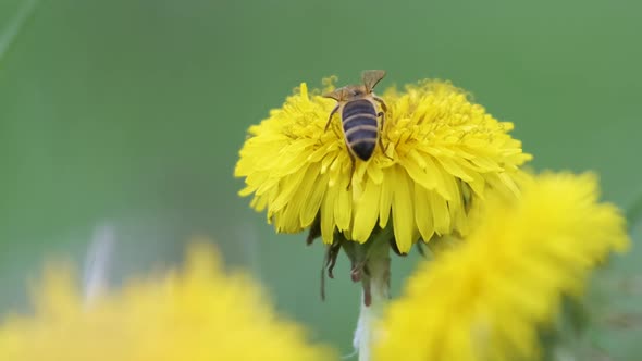 Honey Bee Gathering Nectar on Yellow Dandelion Flowers Blooming on Summer Meadow in Green Sunny