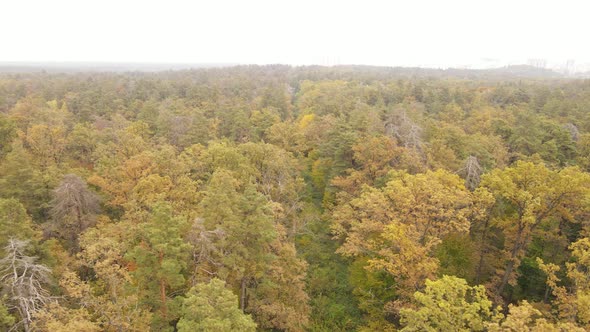 Autumn Forest with Trees By Day