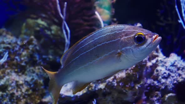 Striped Fish Swimming in Clean Water