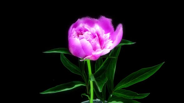 Futuristic Scene with Pink Peony Blossom Time Lapse on Black Background