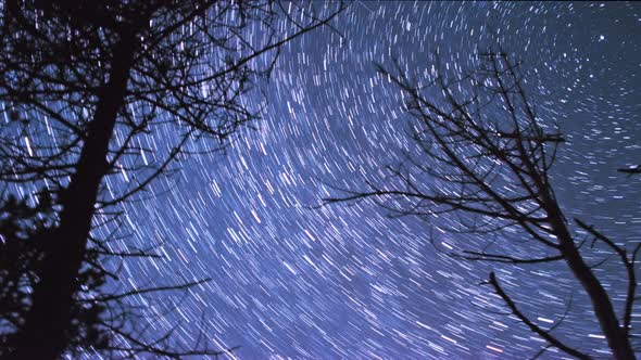 trails of stars rotating around the north celestial pole in a forest timelapse