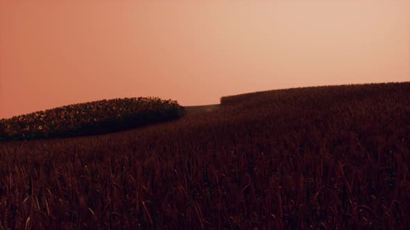 Gold Wheat Field at Sunset Landscape