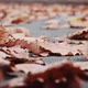 Yellow Oak Leaves Fall on the Asphalt - VideoHive Item for Sale