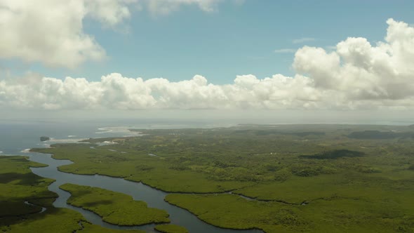 Aerial View of Mangrove Forest and River