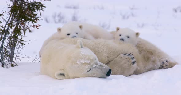 Wide shot of a Polar Bear sow and two cubs resting. One cub sprawls out on top of sow's back.