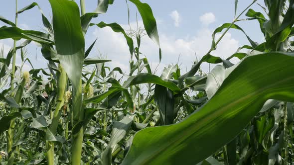 Green field of organic Zea mays young plants cultivated  food background 4K 2160p 30fps UltraHD foot