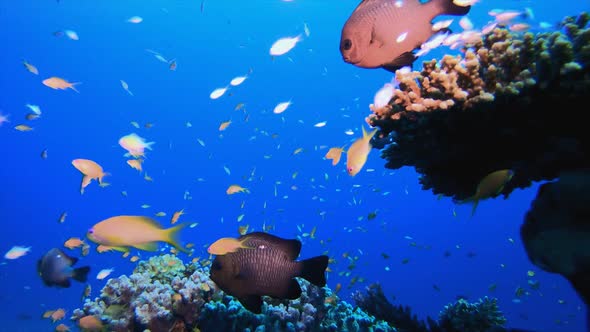 Underwater Coral Reef Marine