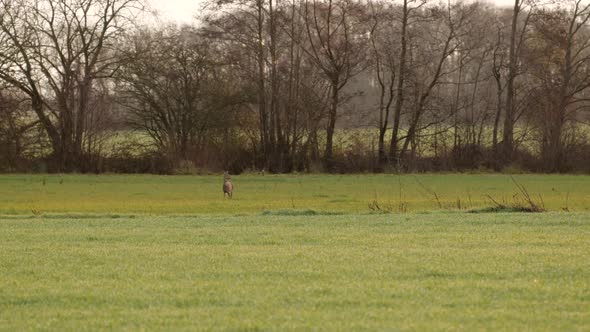 deer in a field in the early morning