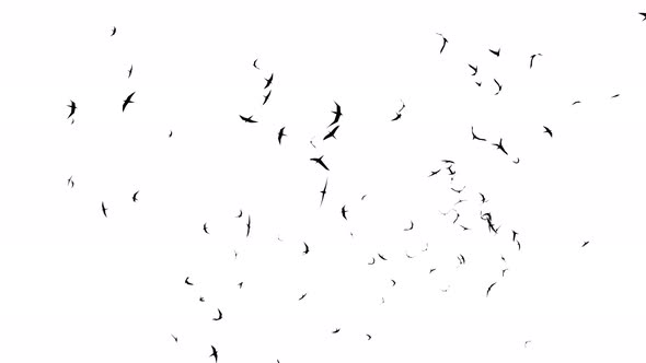 Mass migration movement. Crowd of birds behaviour. Flocking boids simulation