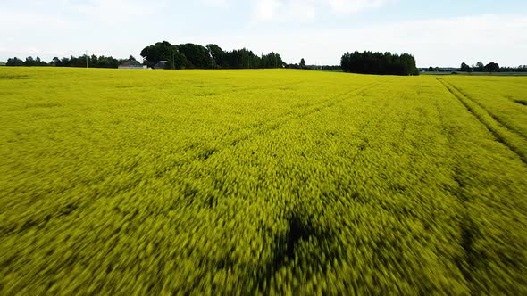 Aerial flight over blooming rapeseed (Brassica Napus) field, flying over yellow canola flowers, idyl