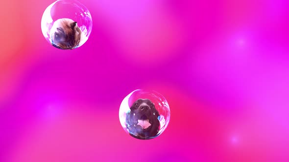 Collage Made of Funny Dogs and Cats in Bubbles Pets Food Background Pet Love Animal Life