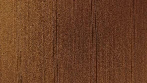 Top View Flying Over Wheat Field