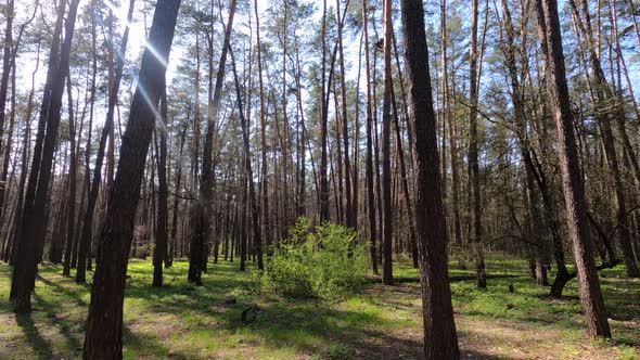 Forest with Pine Trees During the Day POV