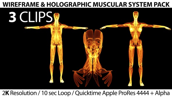 Wireframe Holographic Human Muscular Sysyem Pack