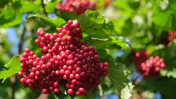Bunches of Red Viburnum Berries Closeup